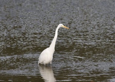 Büyük Egret (ardea alba) 