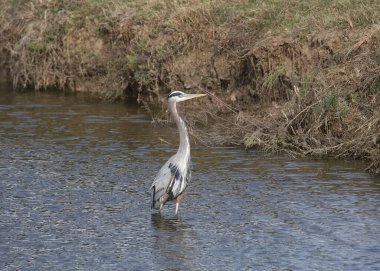 Büyük Mavi Balıkçıl (ardea herodias)