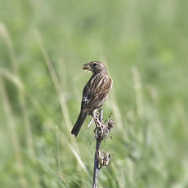 Dickcissel Spiza Americana Con Insecto Pico —  Fotos de Stock