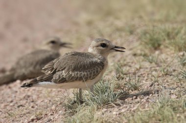 Dağ Plover (olgunlaşmamış (şaradrius montanus)) 