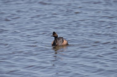Eared Grebe (üreme) (Podiceps nigricollis)