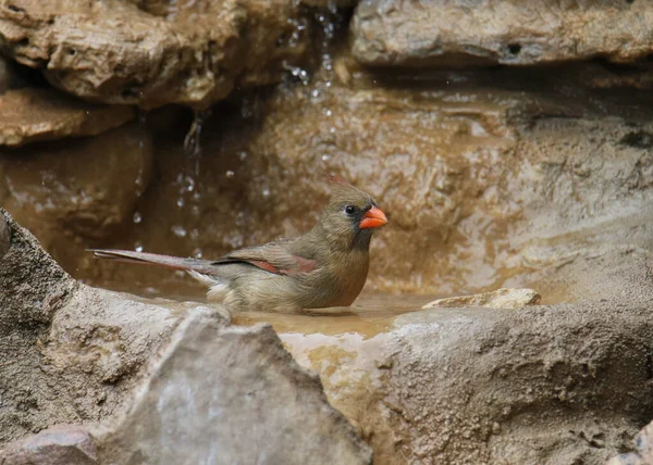 Northern Cardinal Female Cardinalis Cardinalis Taking Bath — Stock Photo, Image