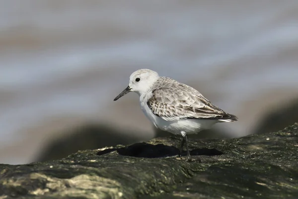 Sanderização Não Reprodutora Calidris Alba — Fotografia de Stock