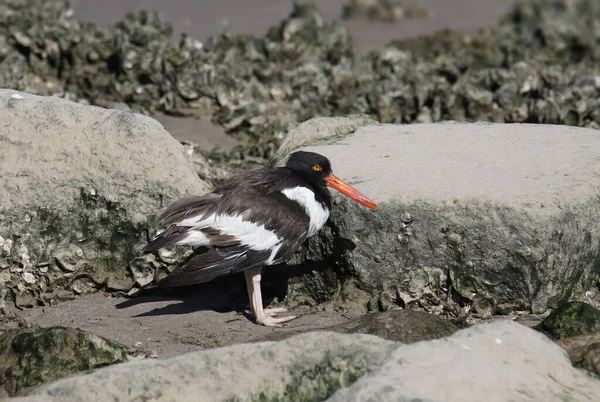 American Oystercatcher Haematopus Palliatus — Stock Photo, Image