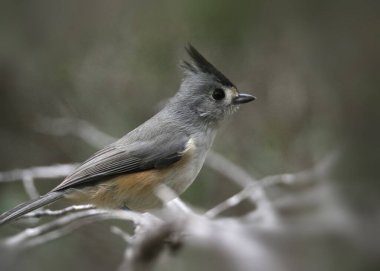 Siyah ibikli Titmouse (baeolophus atricristatus)