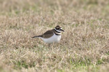 Ölüm geyiği (charadrius vociferus) otlak bir çayırda duruyor
