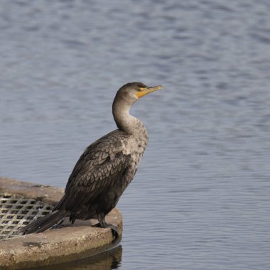 Çift tepeli Karabatak (phalacrocorax auritus))
