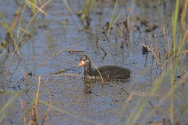 American Coot (juvenile) (fulica americana))