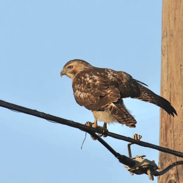 Red-tailed Hawk (buteo jamaicensis)