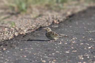 Çekirge Serçesi (ammodramus savannarum)
