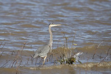 Büyük Mavi Balıkçıl (ardea herodias)