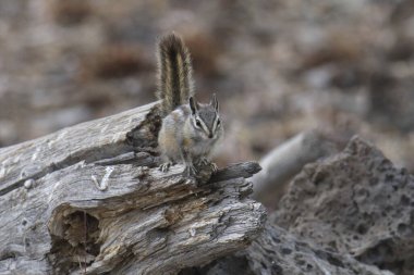 En Az Sincap (tamias minimus)