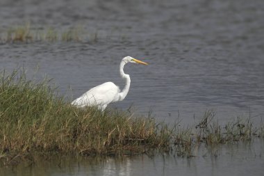 Büyük Egret (ardea alba)