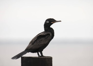 Neotropik Karabatak (phalacrocorax brasilianus)