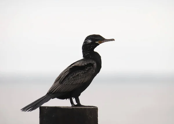 Cormorano Neotropo Phalacrocorax Brasilianus — Foto Stock