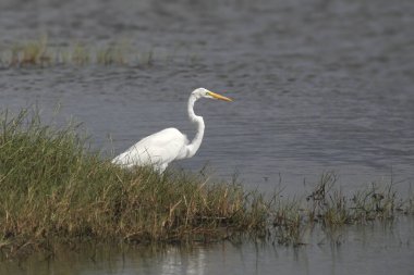 Büyük Egret (ardea alba)