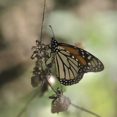 Kral Kelebeği (danaus plexippus))