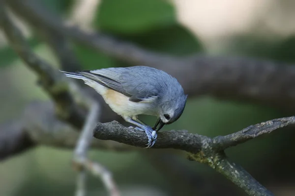 Titmouse Czarnoczuby Baeolophus Atricristatus — Zdjęcie stockowe