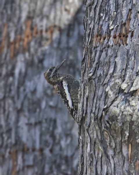 Sapsucker Vientre Amarillo Inmaduro Sphyrapicus Varius — Foto de Stock