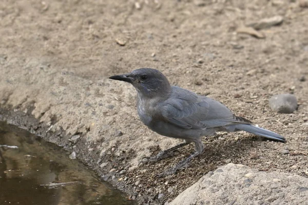 Pinyon Jay Gymnorhinus Cyanocephalus — Foto de Stock