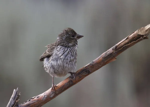 Finch Cassin Fêmea Cassini Hemorrágico — Fotografia de Stock