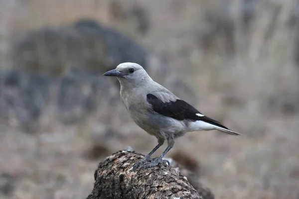 Clark Fındıkkıranı Nucifraga Columbiana — Stok fotoğraf