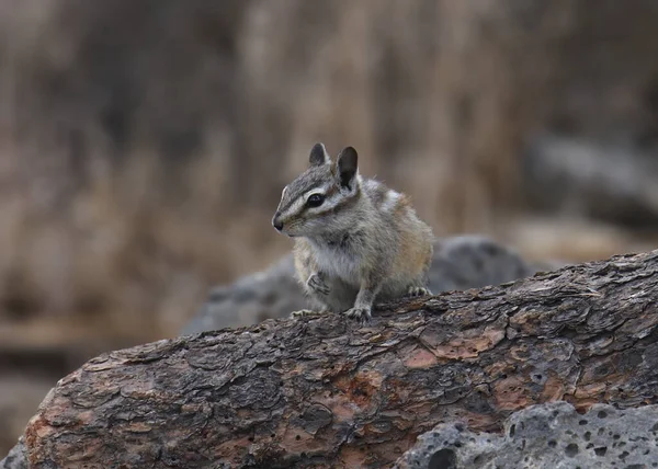 Petit Tamias Tamias Minimus — Photo