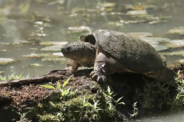 Common Snapping Turtle Chelydra Serpentina — Stock Photo, Image