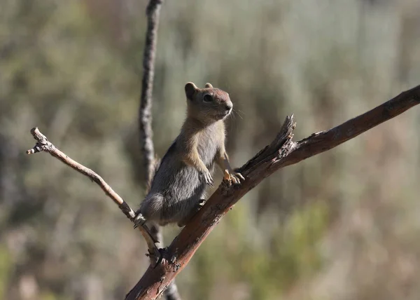 Golden Mantled Ground Squirrel Callospermophilus Lateralis — Stock Photo, Image