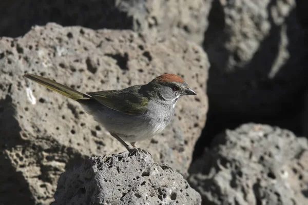 Зеленохвостый Туви Pipilo Chlorurus — стоковое фото