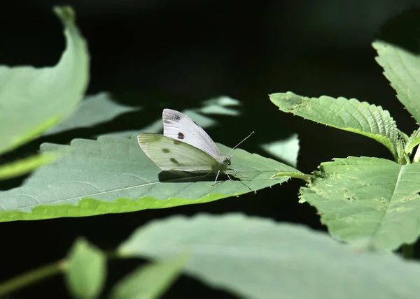 Papillon Carreaux Blancs Pontia Protodice — Photo