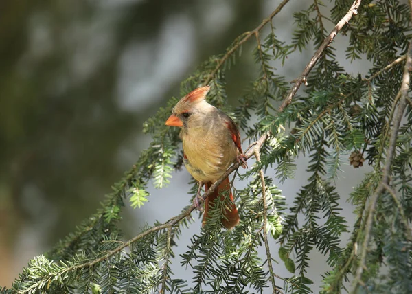 Северный Кардинал Женщина Cardinalis Cardinalis — стоковое фото