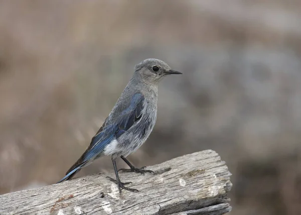 Ptaszek Górski Samica Sialia Currucoides — Zdjęcie stockowe