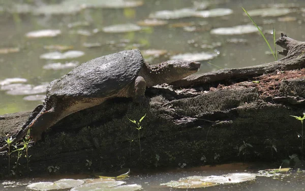 Tortuga Común Chelydra Serpentina — Foto de Stock