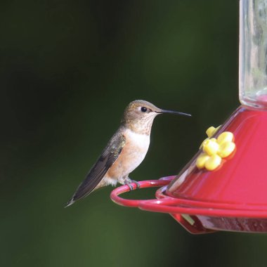 Rufous Hummingbird (dişi) (selaphorus rufus) geleneksel kırmızı sinekkuşu besleyicisinde beslenir.