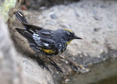 Sarı popolu Warbler (Audubon 's, erkek) (setophaga coronata))