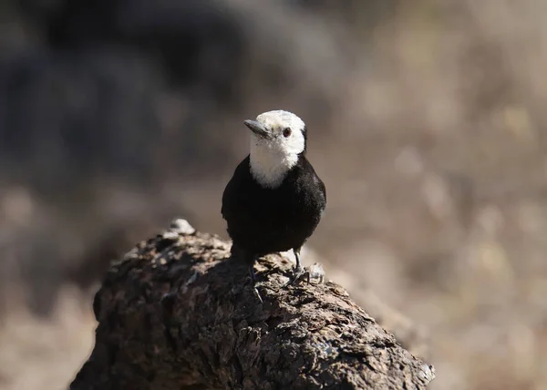 Pájaro Carpintero Cabeza Blanca Hembra Leuconotopicus Albolarvatus — Foto de Stock