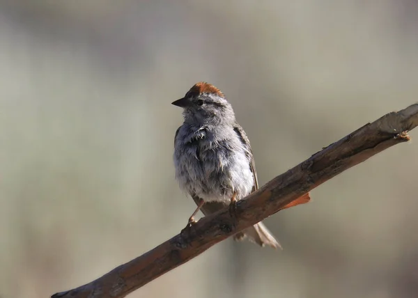 Bruant Éviscéré Spizella Passerina — Photo