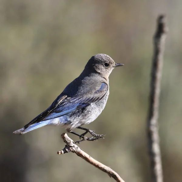 Mountain Bluebird Femelle Sialia Currucoides Avec Ses Pieds Dans Les — Photo