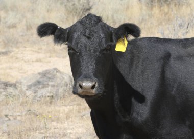 Siyah Angus İneği (bos primigenius taurus)