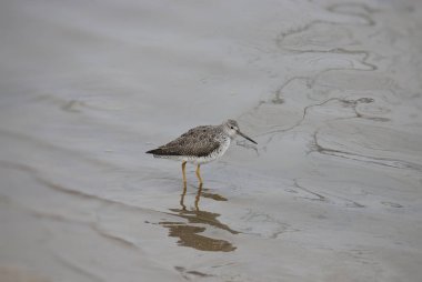 Daha büyük ya da daha Küçük Sarıbacak (tringa melanoleuca ya da tringa flavipes)