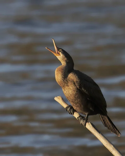 Cormorão Crista Dupla Phalacrocorax Auritus — Fotografia de Stock