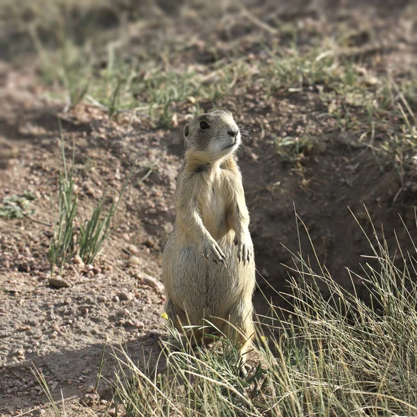 Perro Pradera Cola Blanca Cynomys Leucurus — Foto de Stock