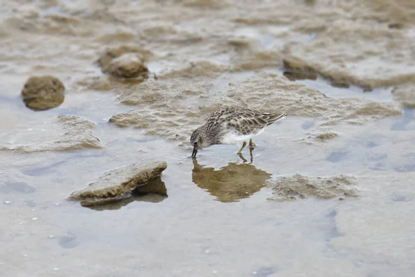 Flautista Arena Mínimo Calidris Minutilla — Foto de Stock