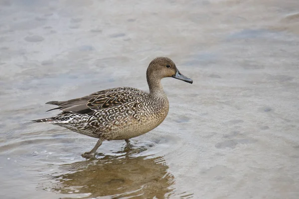 Noordse Pintail Vrouwtje Spatula Clypeata — Stockfoto