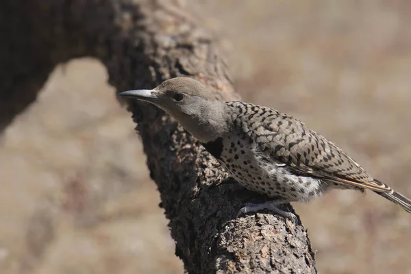 Flicker Nord Arbre Rouge Femelle Colaptus Auratus — Photo