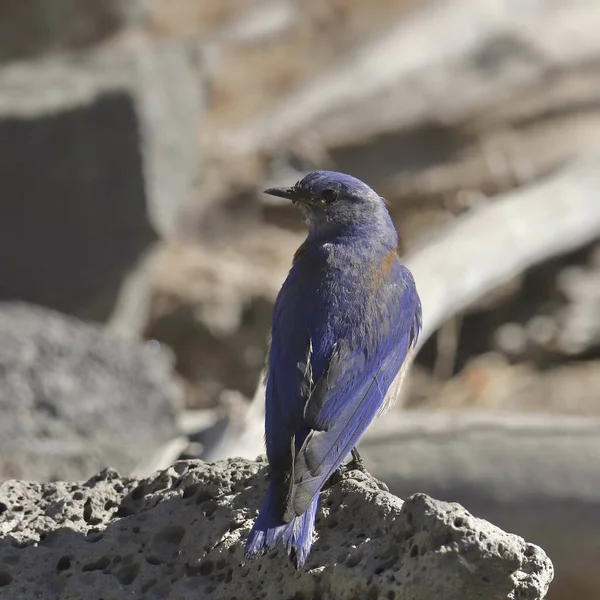 Západní Bluebird Muž Sialia Mexicana — Stock fotografie