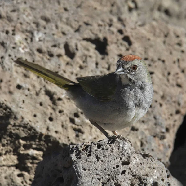 Зеленохвостый Туви Pipilo Chlorurus — стоковое фото