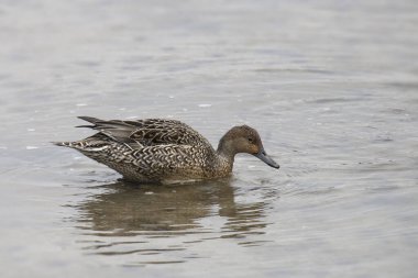 Kuzey Pintail (dişi) (ananas acuta)