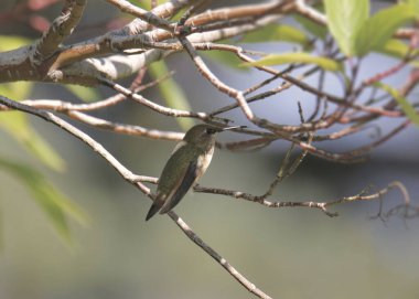 Rufous Hummingbird (dişi) (selasphorus rufus))